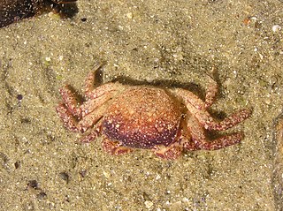 <i>Cyclograpsus lavauxi</i> Species of crab