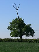 Bois mort (descente de cime).