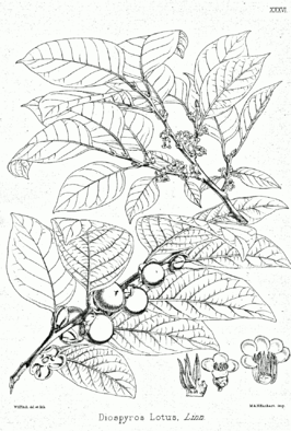 Ebenaceae