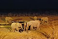 真夜中に水辺に集まるアフリカゾウ（エトーシャ国立公園）