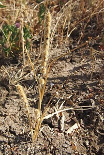 <i>Elytrophorus</i> Genus of grasses