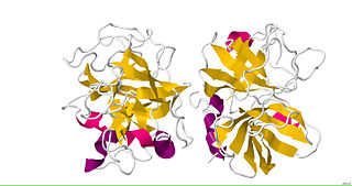 <span class="mw-page-title-main">Factor D</span> Class of enzymes