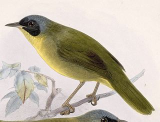 <span class="mw-page-title-main">Chiriqui yellowthroat</span> Species of bird