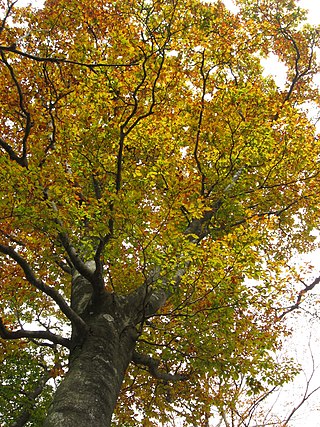 <i>Fagus crenata</i> Species of beech