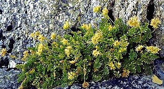 <i>Ivesia longibracteata</i> Species of flowering plant