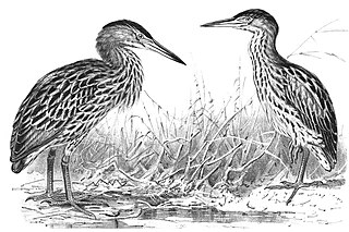 <span class="mw-page-title-main">New Zealand bittern</span> Extinct species of heron