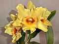 JGP2020 最優秀賞 Rlc. Memoria Bob Crowder 'Yellow Ribbon' 須和田農園