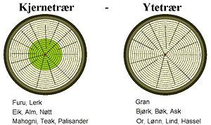 Kjernetrær - Ytetrær