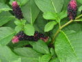 Phytolacca americana Category:Phytolaccaceae