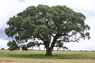 <i>Sclerocarya birrea</i> Species of tree