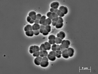 <span class="mw-page-title-main">Methanosarcinaceae</span> Family of archaea