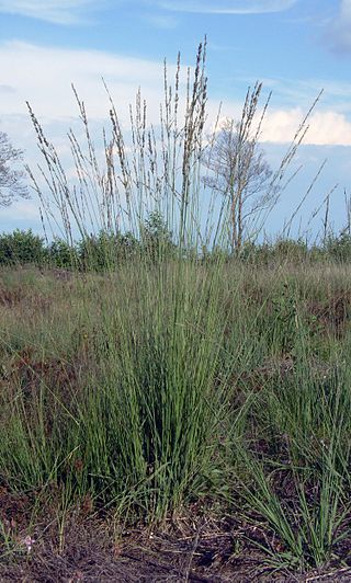 <i>Molinia caerulea</i> Species of grass