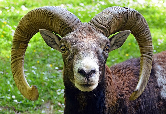 Mouflon Corse