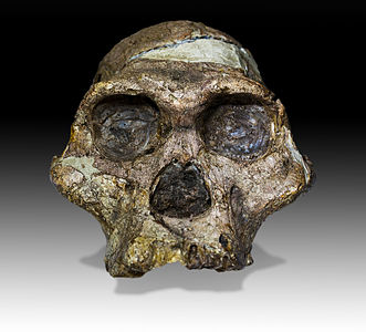 † Australopithecus africanus, skull face