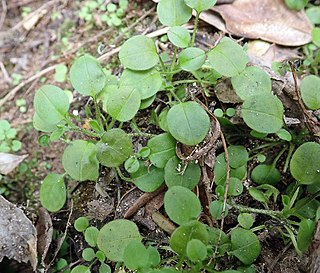 <i>Myosotis spatulata</i> Species of flowering plant