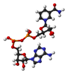 NAD+ , según el modelo de bolas y varillas.