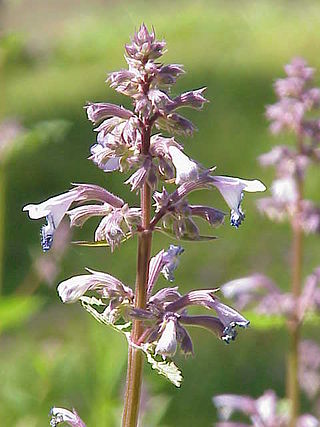 <i>Nepeta grandiflora</i> Species of flowering plant