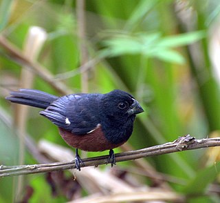 <span class="mw-page-title-main">Chestnut-bellied seed finch</span> Species of bird