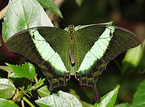 76 Papilio palinurus (1) uploaded by File Upload Bot (Magnus Manske), nominated by ComputerHotline Vote for this image