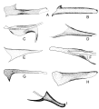 Image 22Variety of male structures in Phlebotominae (Diptera, Psychodidae) (from Insect reproductive system)