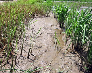 <span class="mw-page-title-main">Perennial rice</span> Varieties of rice that can grow season after season without re-seeding