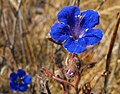 Phacelia parryi