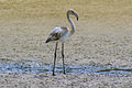 Juvenile; Dubai Creek, Dubai, UAE