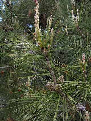 <i>Pinus brutia</i> Species of conifer