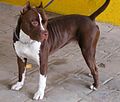 Thumbnail for File:Pit Bull Red Nose - Tyson - close.jpg