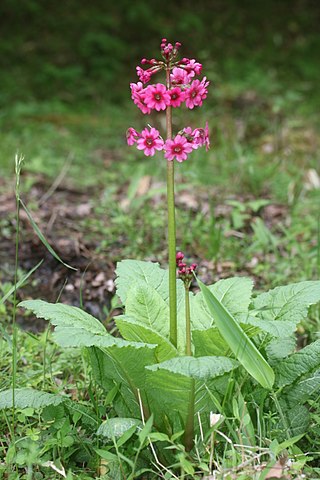 <i>Primula japonica</i> Species of flowering plant