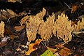 !Ramaria flaccida!