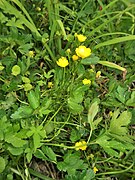 Ranunculus hasunumae