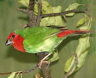 <span class="mw-page-title-main">Parrotfinch</span> Genus of birds