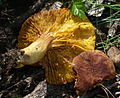 Europäisches Goldblatt Phylloporus pelletieri