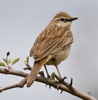 <i>Cincloramphus</i> Genus of birds