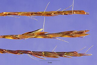 <i>Schizachyrium</i> Genus of grasses