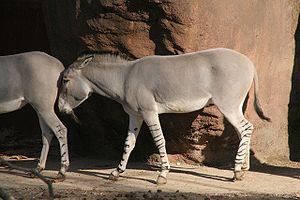 Αφρικανικός όνος (Equus asinus). Τα γνωστά μας γαϊδούρια ανήκουν σ' αυτό το είδος