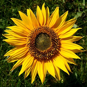 Helianthus annuus