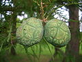 Cone imatura no Botanischer Garten Berlin.