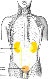 Ureter tubes used in the urinary system in most animals