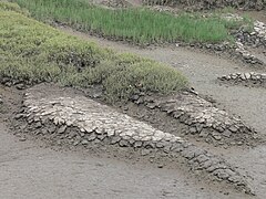 Vasières du fleuve côtier dit la Penzé (24 juillet 2010), en amont de l'Estuaire de la Penzé dans la baie de Morlaix (classé ZNIEFF, riche en oiseaux avec parfois Alca torda (Petit pingouin ou Pingouin torda), non loin des vasières de Locquénolé (ornithologiquement importantes) et de la rivière de Morlaix qui forment l'autre grande infrastructure naturelle de la Trame bleue dans ce secteur où l'on peut encore observer une soixantaine d'oiseaux plus ou moins inféodés aux zones humides et/ou aux habitats littoraux.