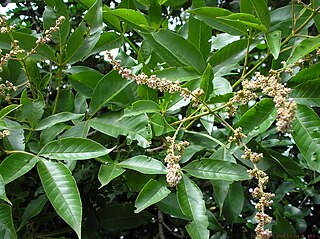 <i>Vitex</i> Genus of flowering plants in the sage family Lamiaceae