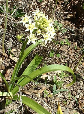 Zigadenus sp.