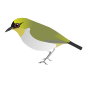 Thumbnail for Togian white-eye