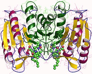 <span class="mw-page-title-main">Caspase 3</span> Protein found in humans