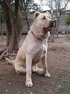 <span class="mw-page-title-main">Kuchi dog</span> Dog breed