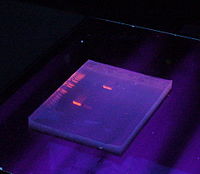 DNA sample separated using gel electrophoresis of nucleic acids and stained with ethidium bromide, which emits orange light after binding to DNA AgarosegelUV.jpg