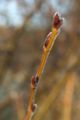 Žaliojo alksnio (Alnus viridis) ūglys