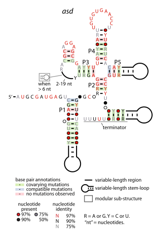 <span class="mw-page-title-main">Asd RNA motif</span> Structure in lactic-acid bacterium RNA