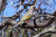 A grey parrot with yellow-and-blue-tipped wings, red ankles, and a violet face